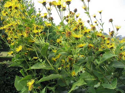 INULA HELENIUM